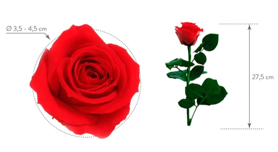 Cumpara online Trandafir criogenat cu codita la cel mai bun pret!