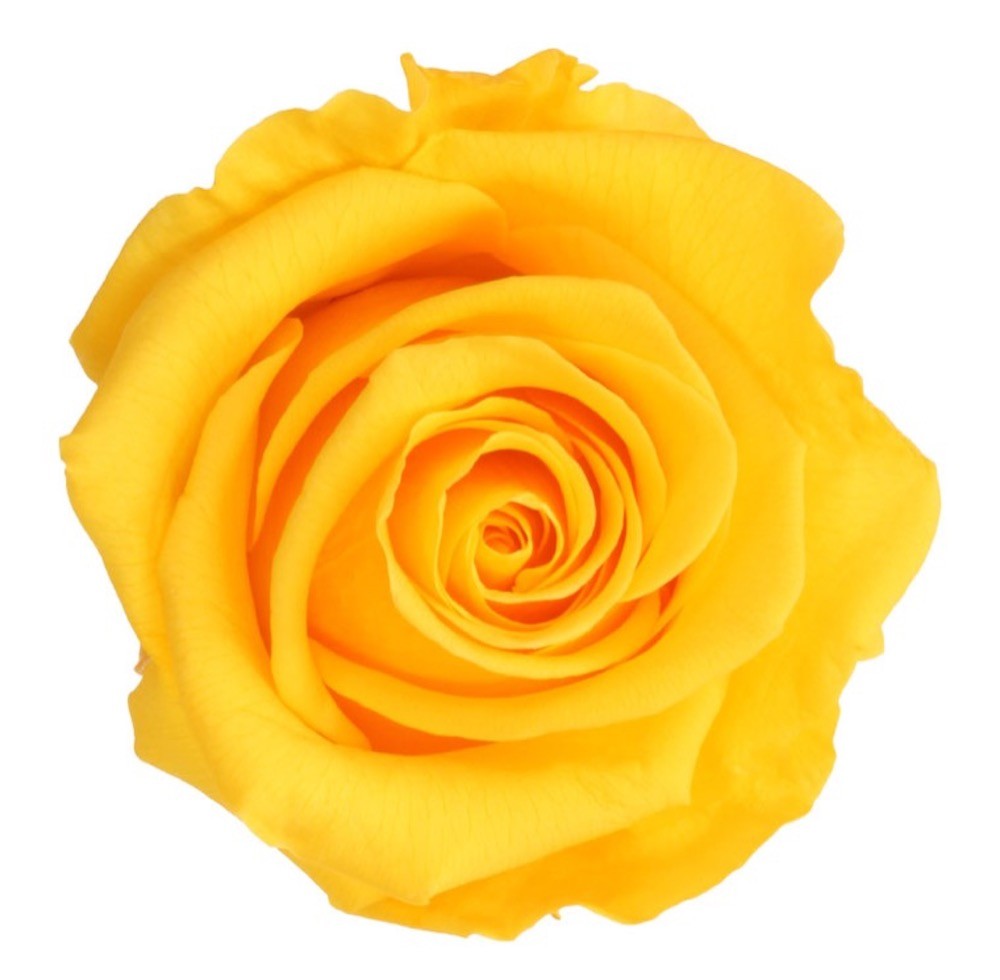 Cumpara online Trandafir criogenat cu codita la cel mai bun pret!