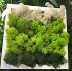 Tablou licheni decorativi in 3 culori, pret atractiv