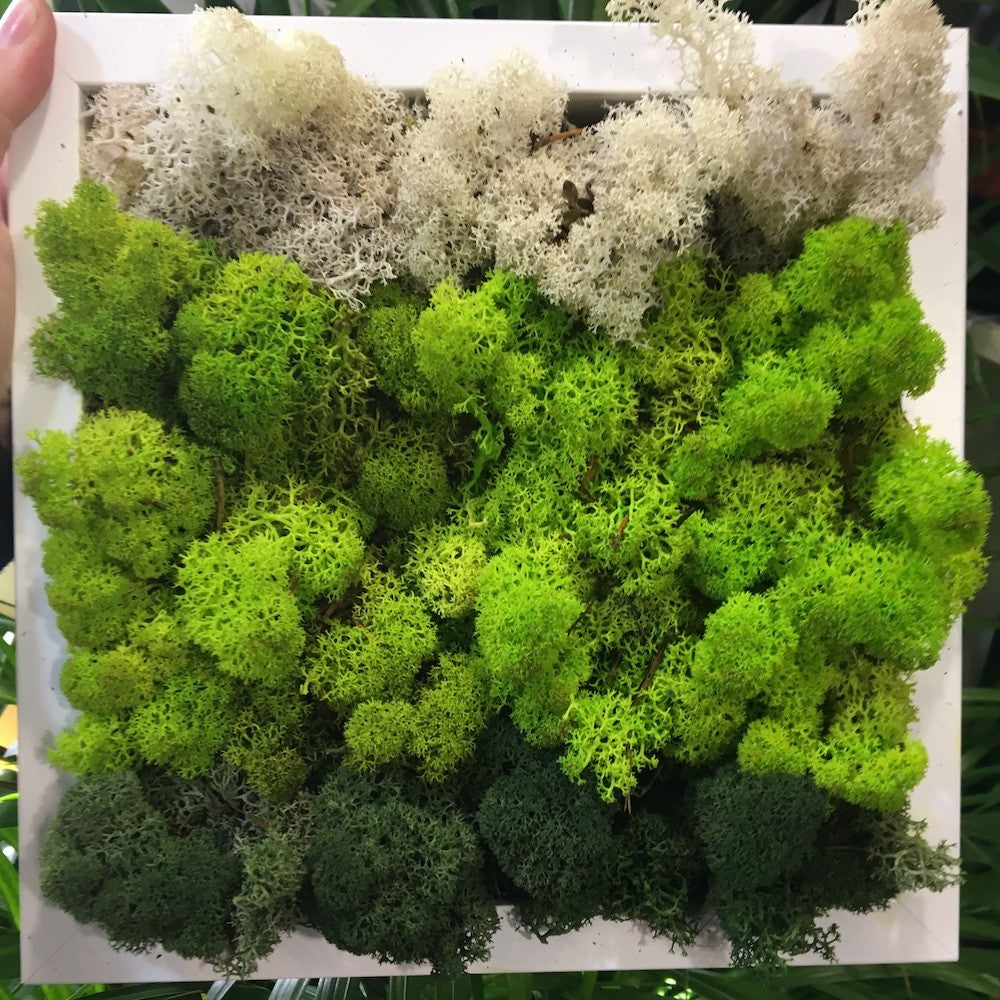 Tablou licheni decorativi in 3 culori, pret atractiv