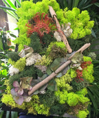 Tablou licheni decorativi  si elemente decorative naturale, pret atractiv