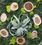 Tablou licheni stabilizati si plante aeriene la pret atractiv!