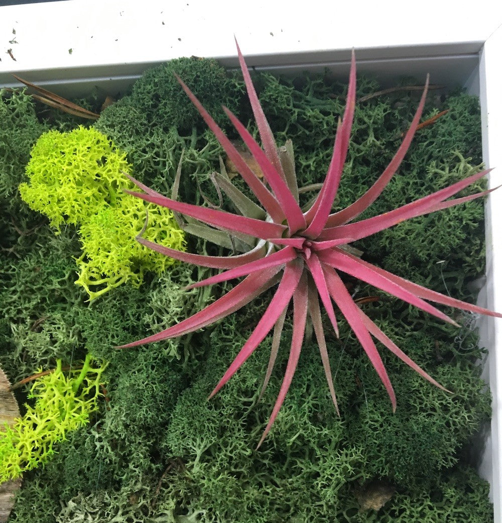 Tablou licheni stabilizati si plante aeriene la pret atractiv!