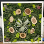 Tablou licheni stabilizati si plante aeriene la pret atractiv!