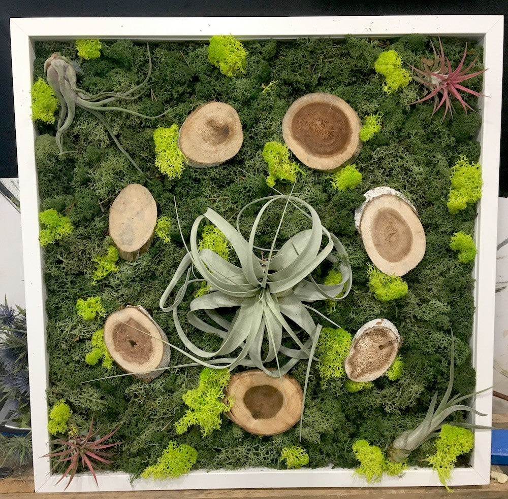 Tablou licheni stabilizati si plante aeriene la pret atractiv!