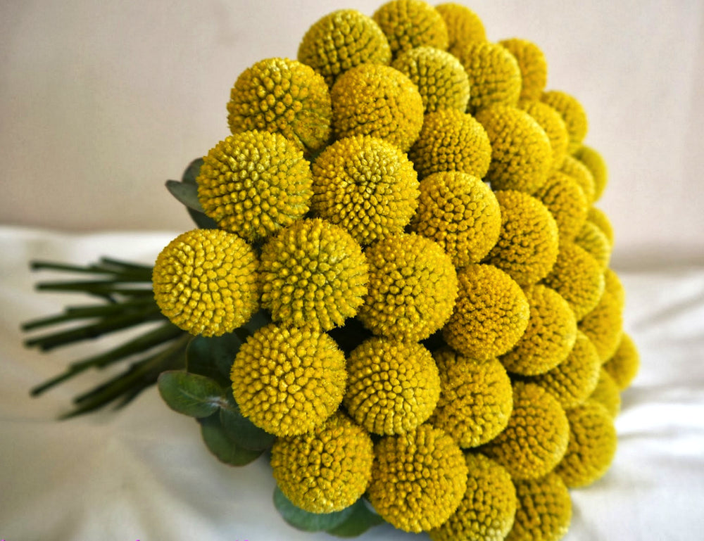 Buchet de mireasa din globulete de craspedia