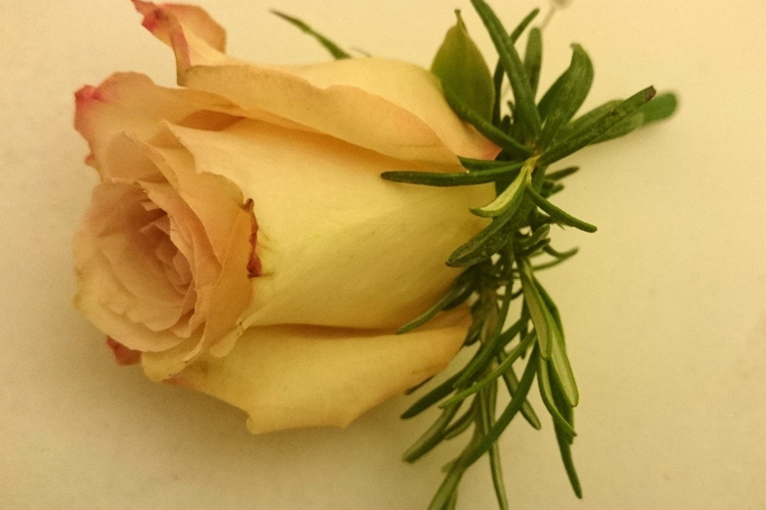 Cocarde din trandafiri, diverse modele si culori