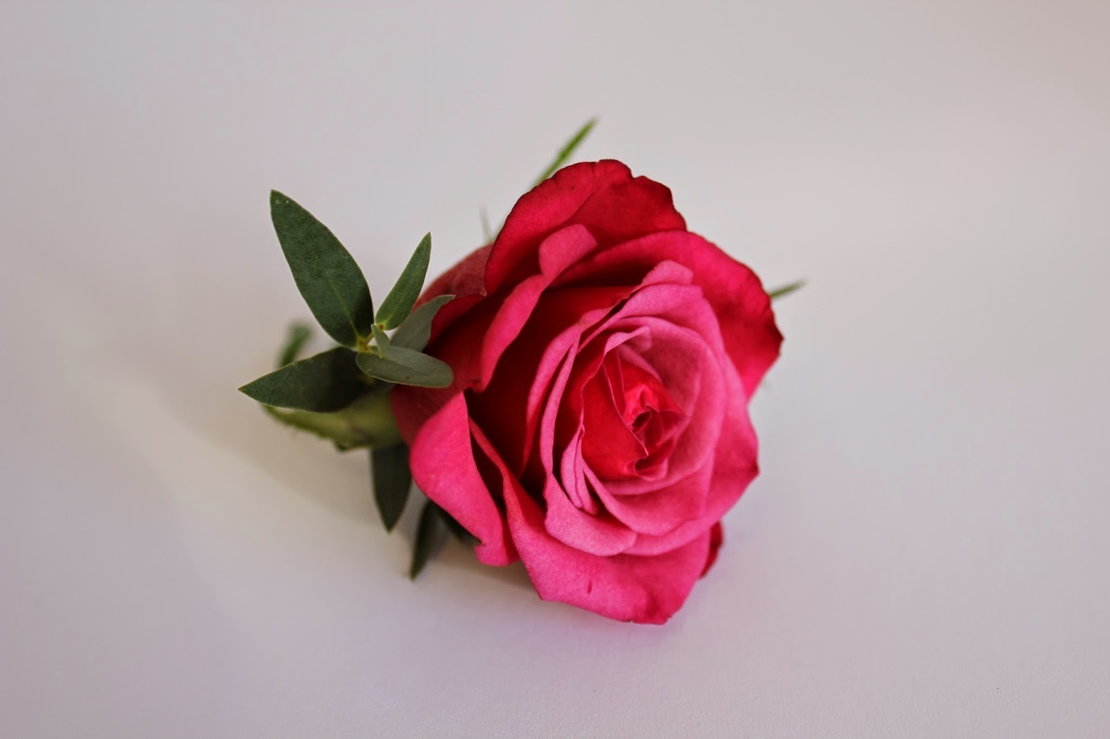 Cocarde din trandafiri, diverse modele si culori