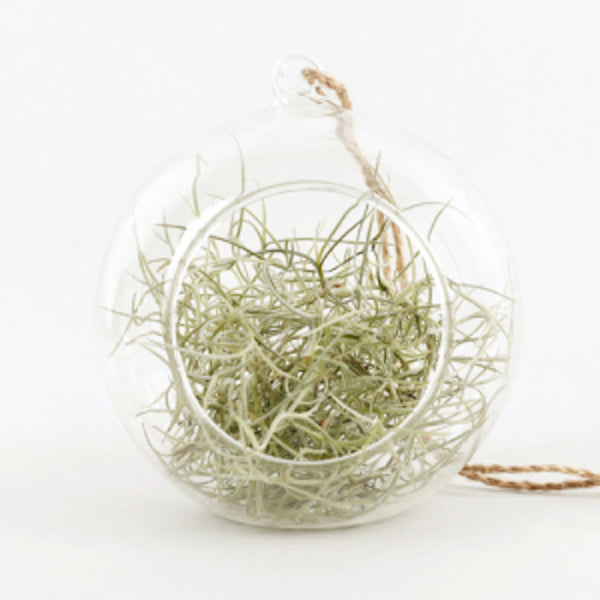 Terrarium cu Tillandsia Air Plant