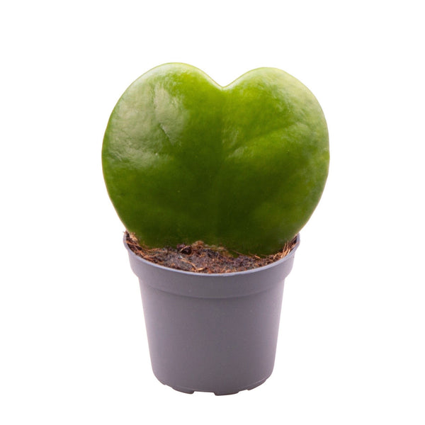Hoya Kerrii - Floarea de ceara, Lacrimile Maicii Domnului