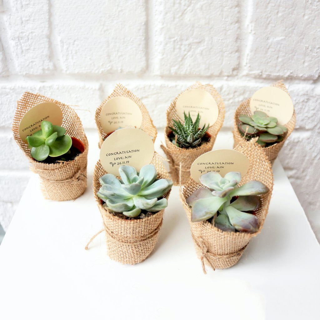 Aranjament de masa - plante suculente marturii pentru invitati