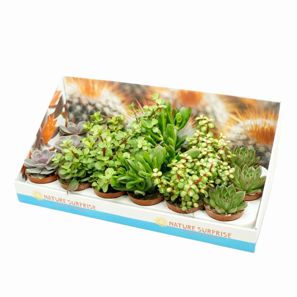 Plante suculente in ghiveci, de vanzare la pret special, livrare tara!