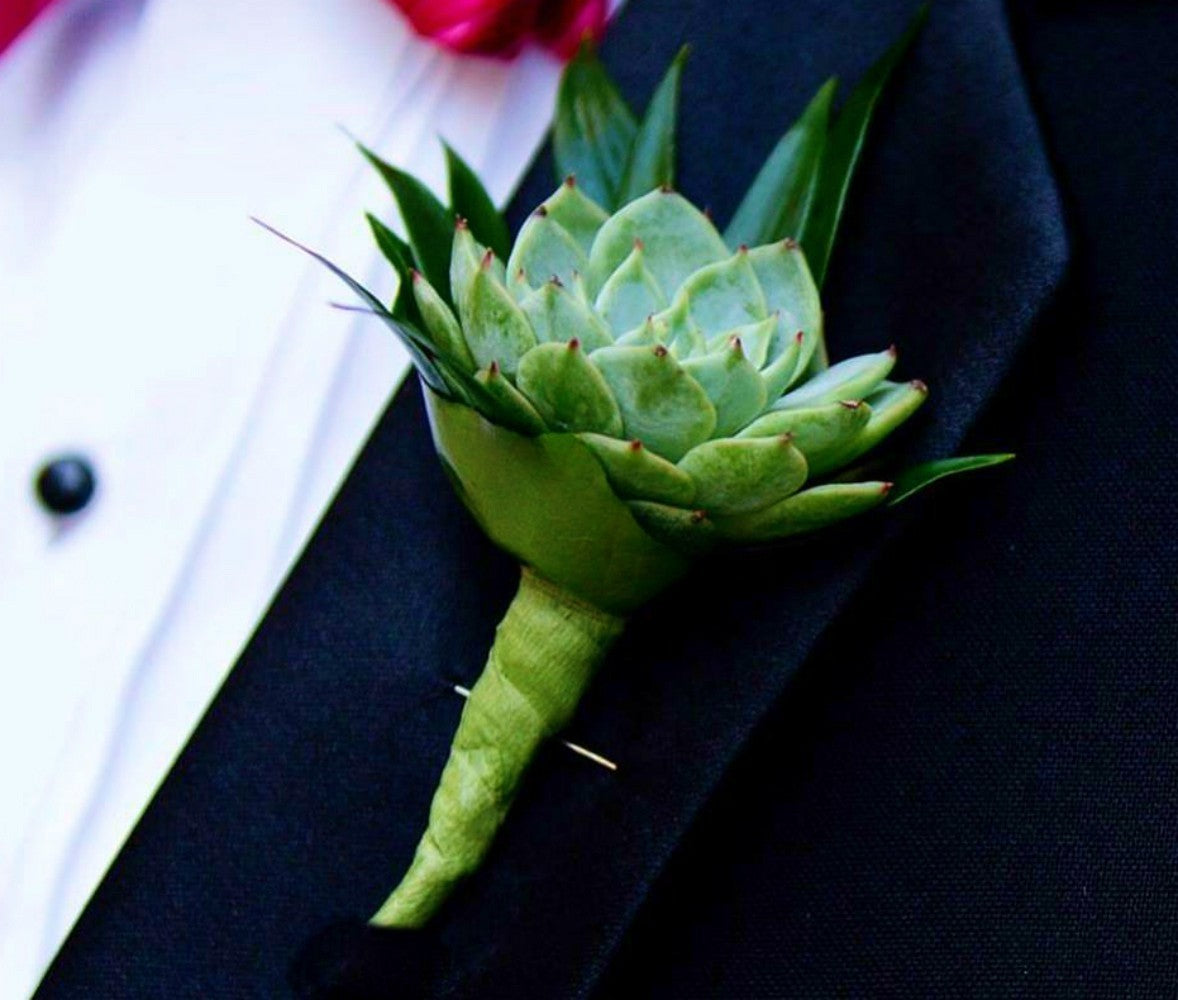 Cocarda naturala din planta suculenta