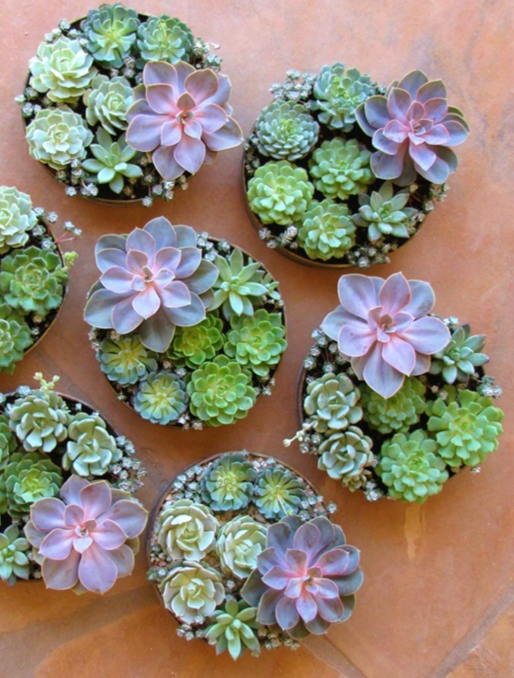 Aranjament masa nunta cu plante suculente