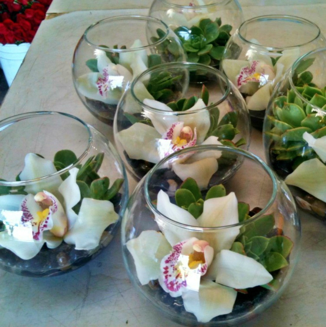 Aranjament masa orhidee cymbidium si suculente