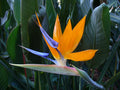 Strelitzia - Pasarea Paradisului la fir
