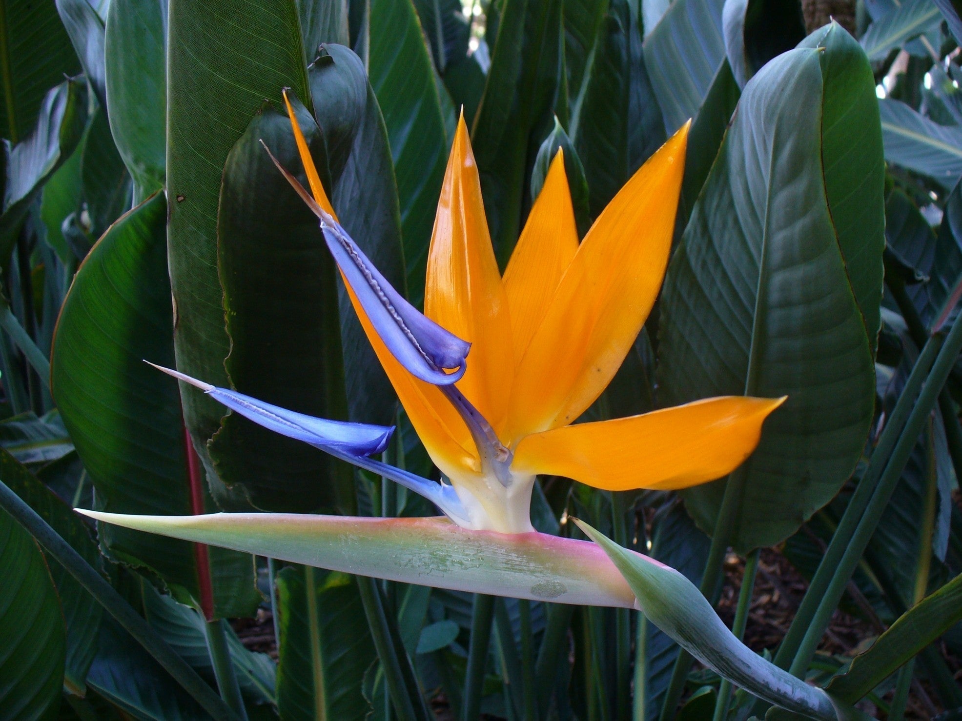 Strelitzia - Pasarea Paradisului la fir