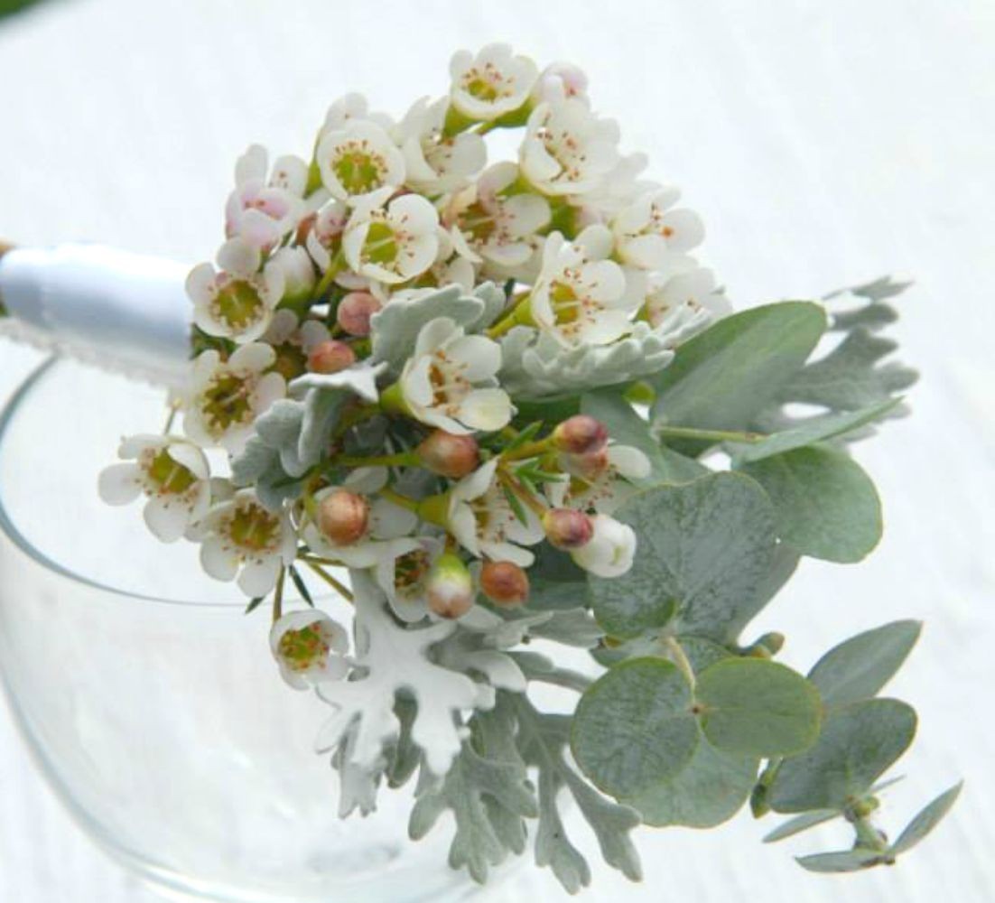 Cocarde naturale mire din wax flower