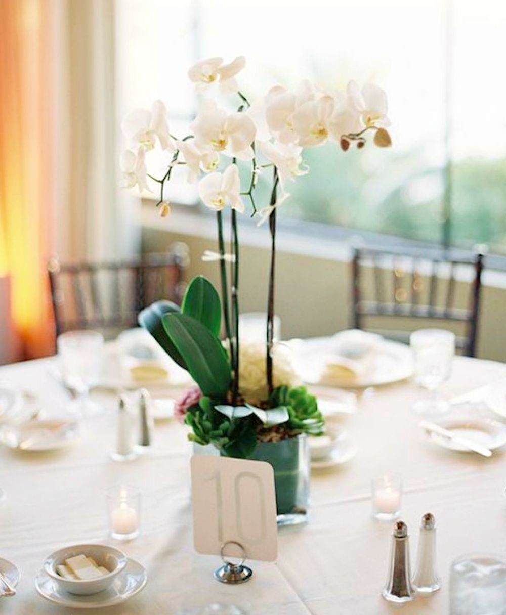 Aranjamente de masa orhidee phalaenopsis si suculente