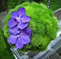 Buchet cununie fresh dianthus si vanda