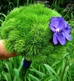 Buchet cununie fresh dianthus si vanda