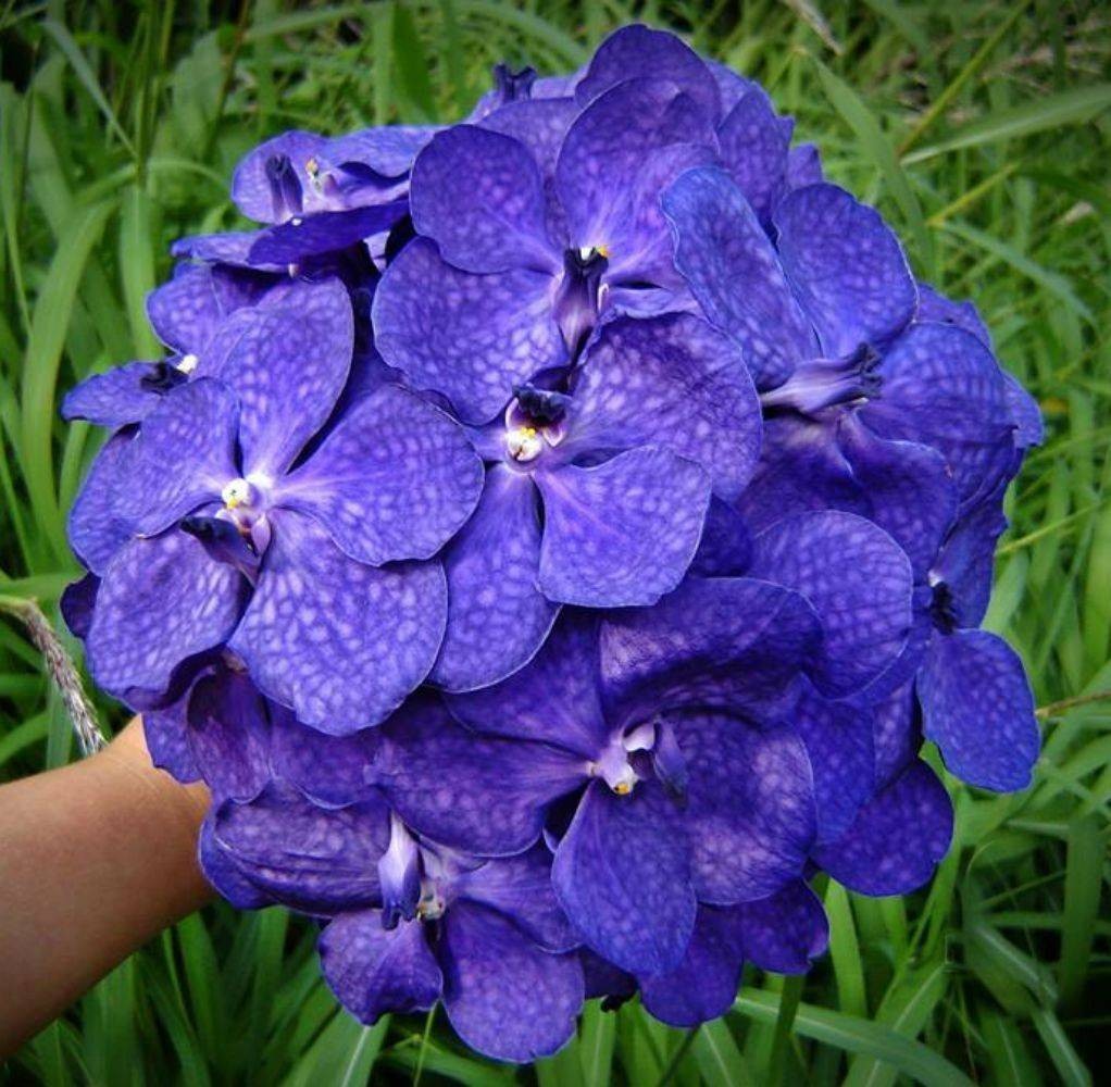 Buchet de mireasa din orhidee Vanda