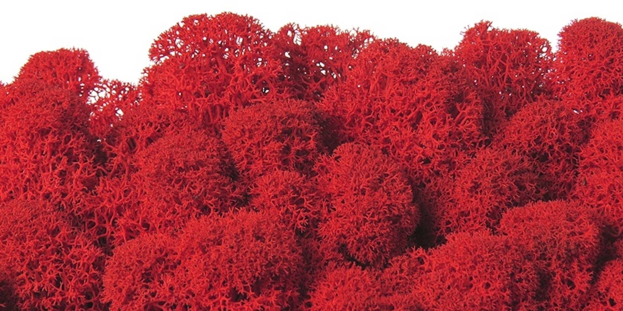 Moss natural, muschi conservat, licheni conservati pentru terarii, pret