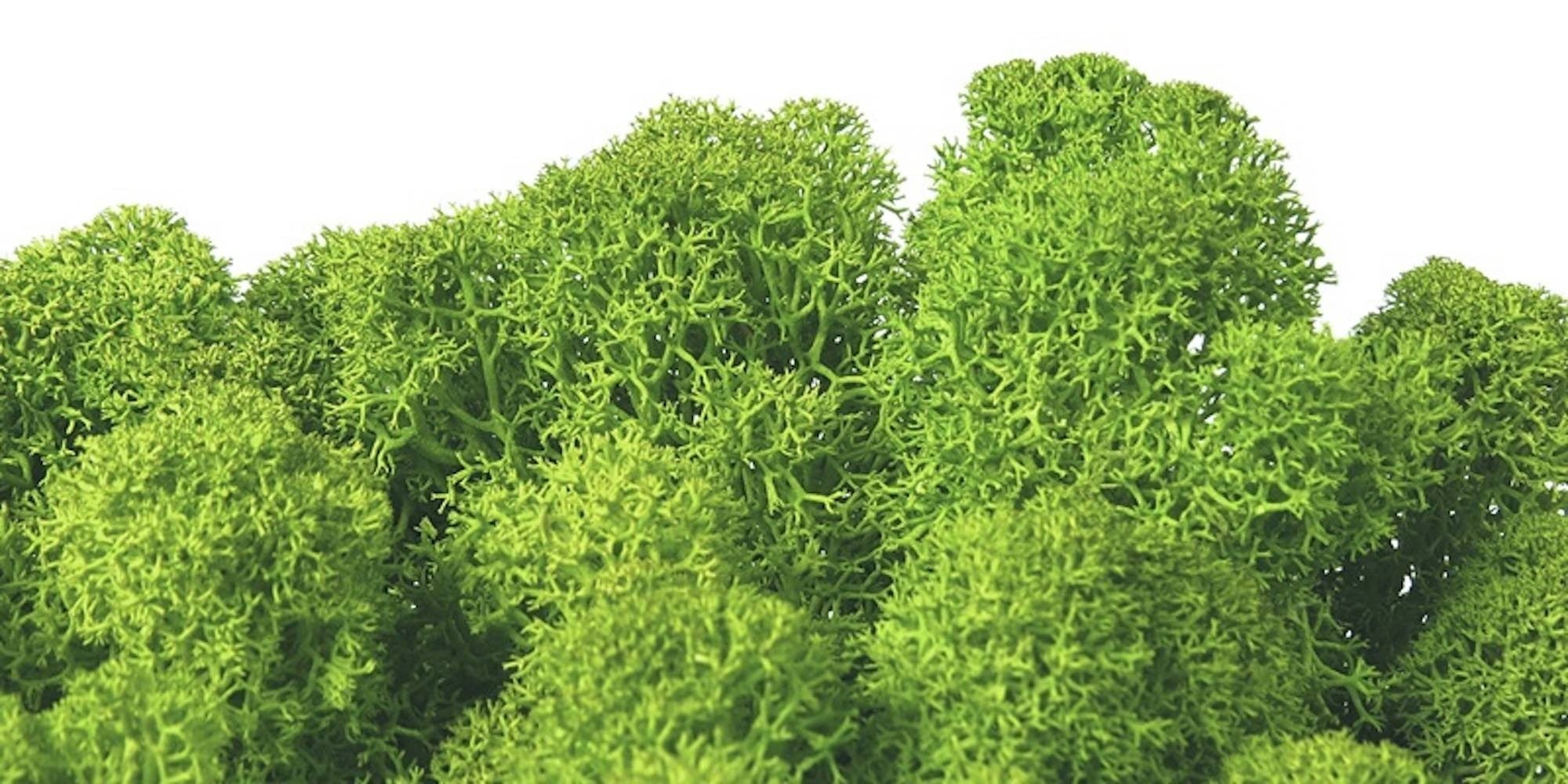 Moss natural, muschi conservat, licheni conservati pentru terarii, pret