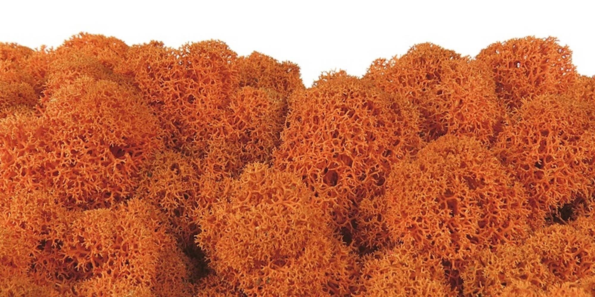 Moss natural, muschi conservat, licheni conservati pentru terarii, pret