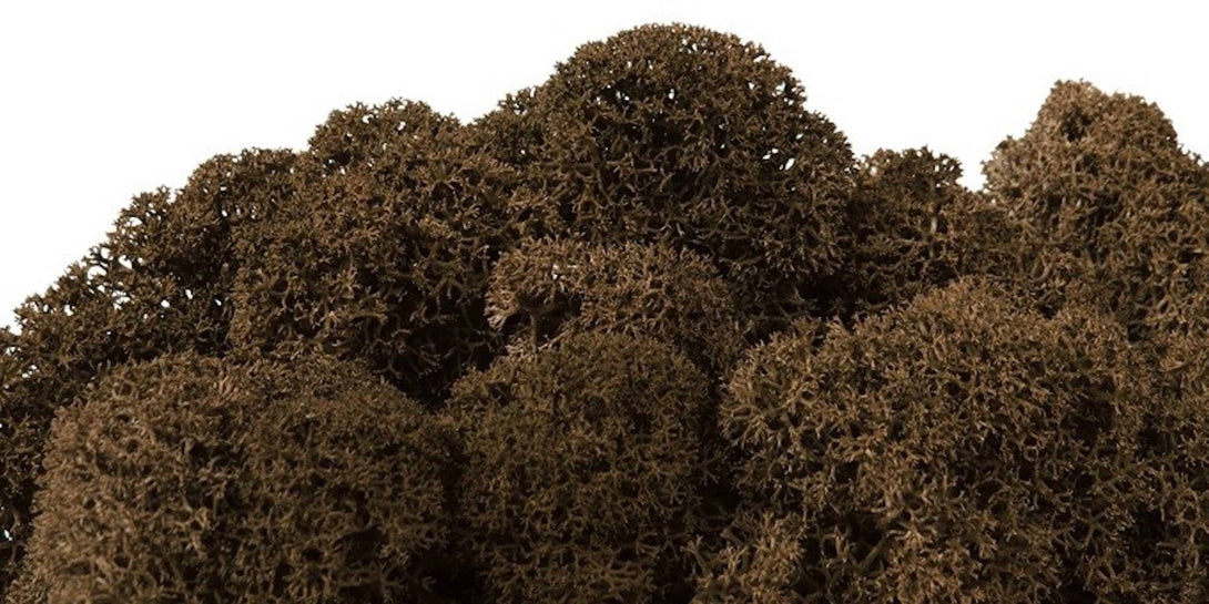 Moss natural, muschi conservat, licheni conservati pentru terarii, pret