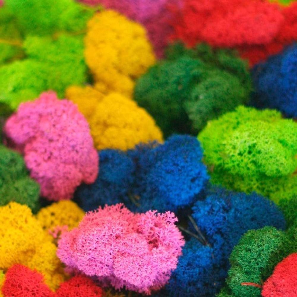 Licheni de interior, conservati, licheni stabilizati decorativi, pret!