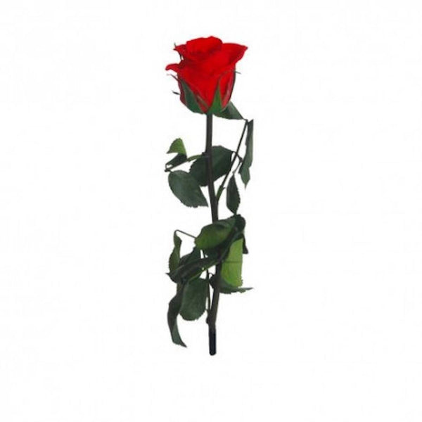 Cumpara online Trandafiri criogenati naturali, cel mai bun pret!