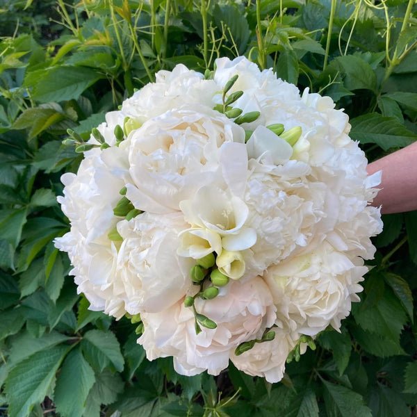 Wedding bouquet of white peonies and white freesias