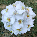 Impressive bridal bouquet of phalaenopsis orchids