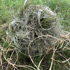 Buchet mireasa tillandsia xerographica si plante de aer