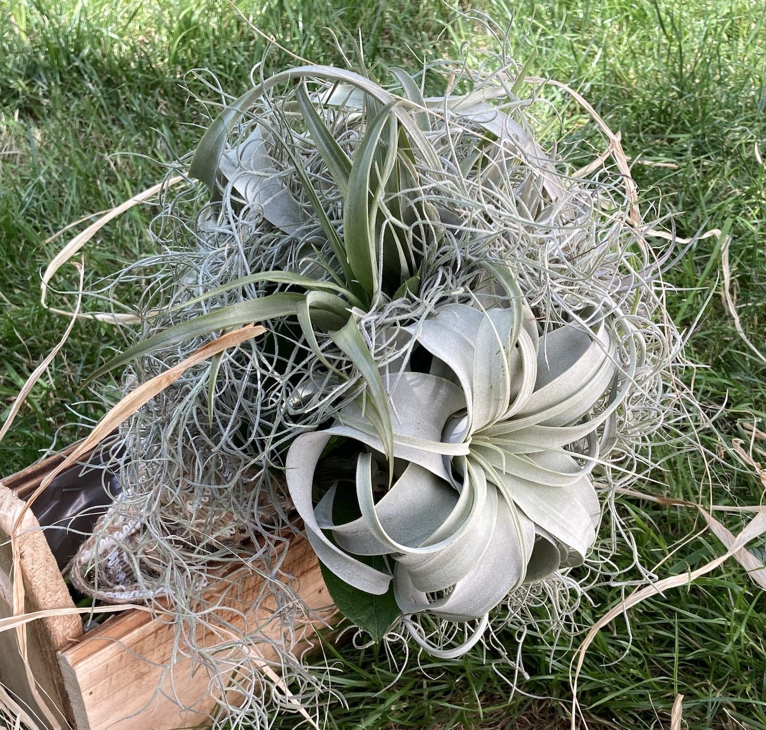 Buchet mireasa tillandsia xerographica si plante de aer