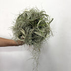 Buchet mireasa tillandsia xerographica si plante de aer