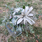 Buchet cununie tillandsia si suculente