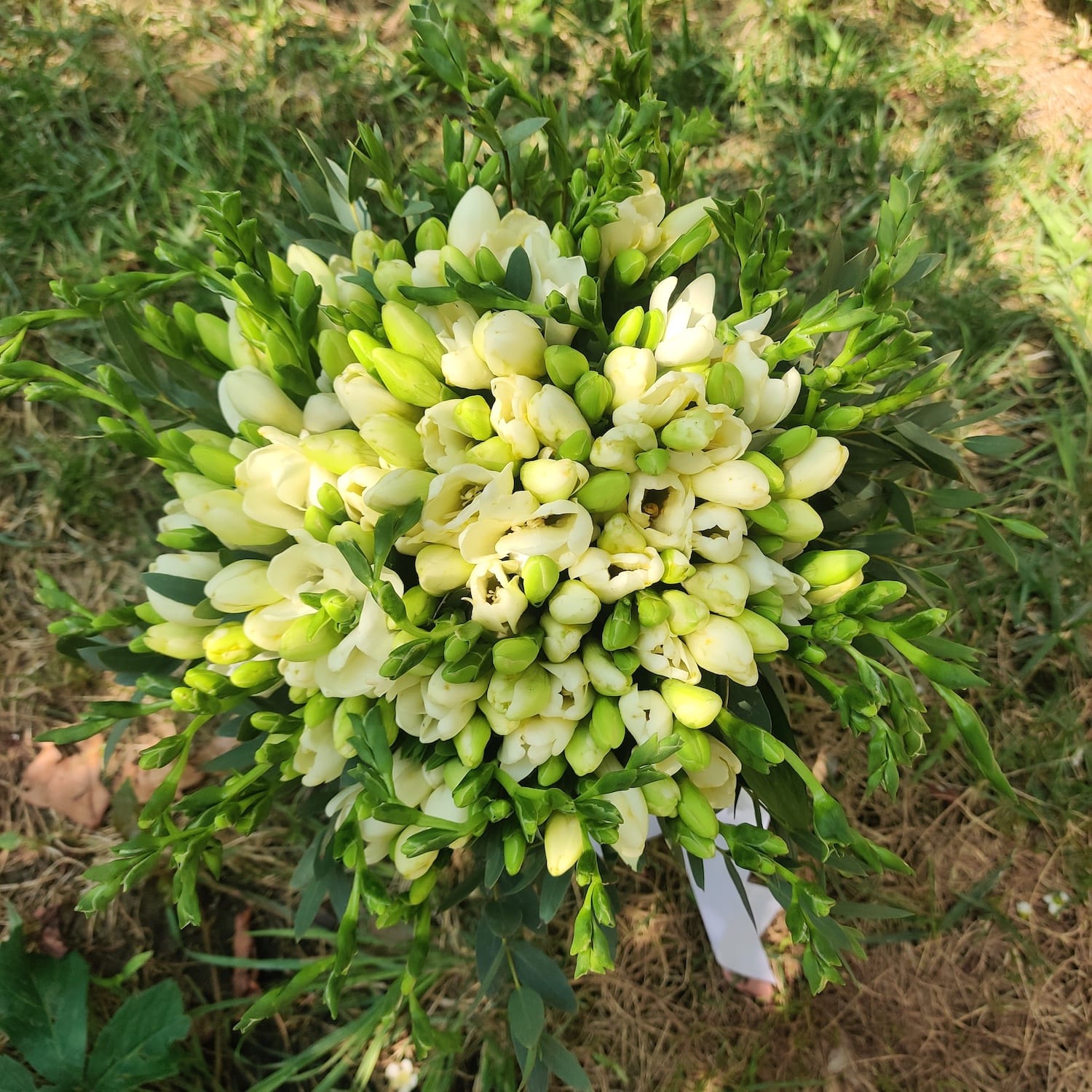 Buchet de mireasa din 49 frezii albe