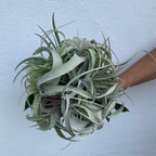 Tillandsia xerographica wedding bouquet and airplants
