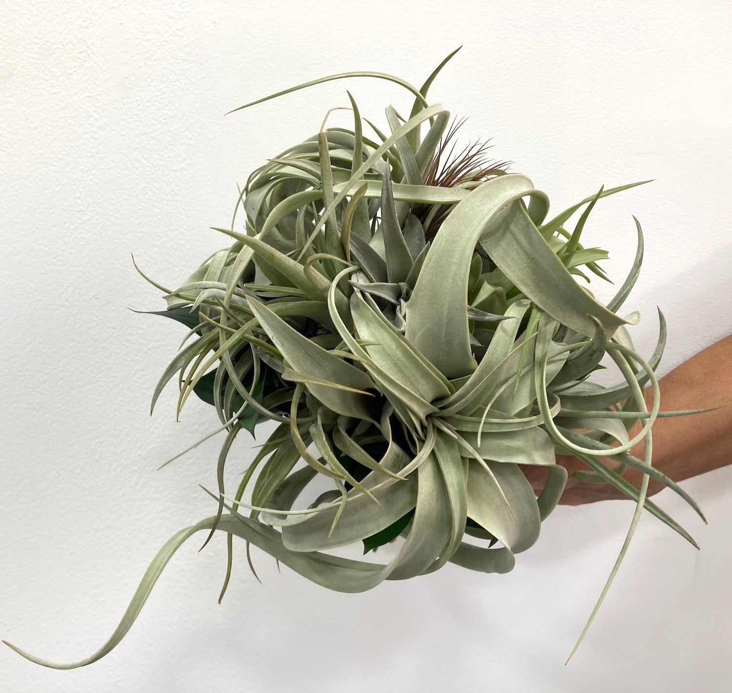 Buchet cununie tillandsia xerographica si airplants