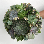 Buchet cununie mix plante suculente si floarea miresei