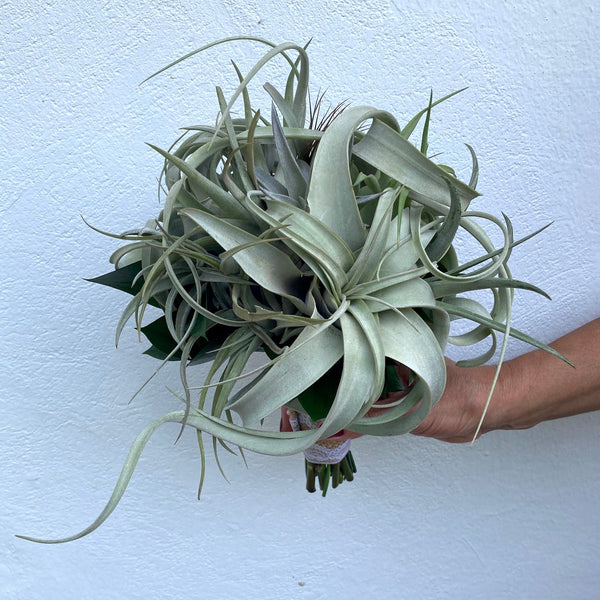 Tillandsia xerographica wedding bouquet and airplants