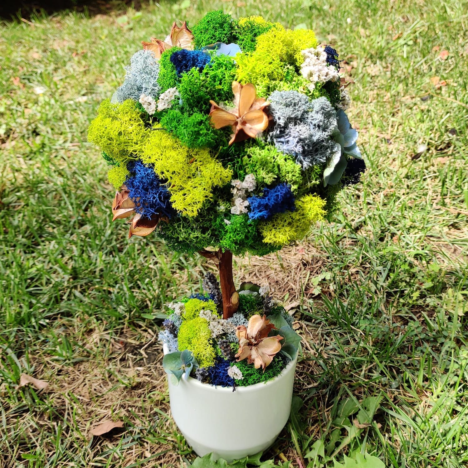 Copacel cu licheni stabilizati