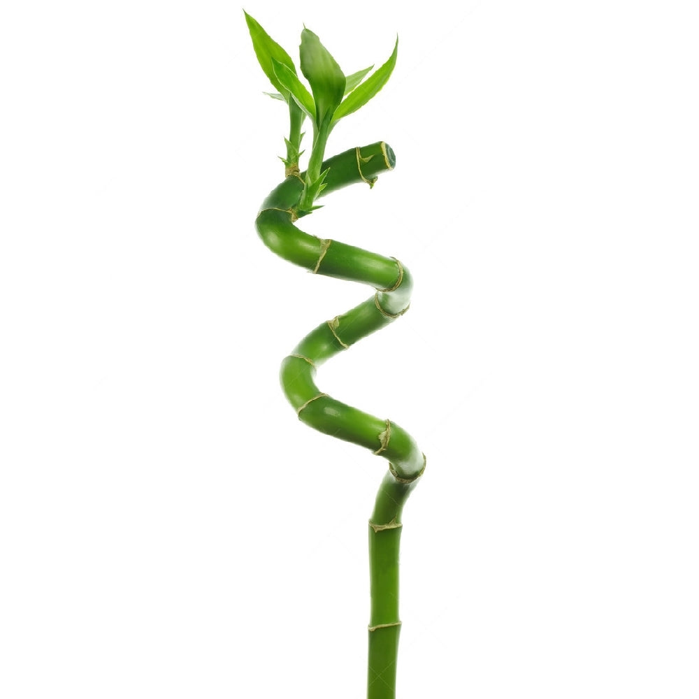 Spiral bamboo - discover the secrets of feng shui