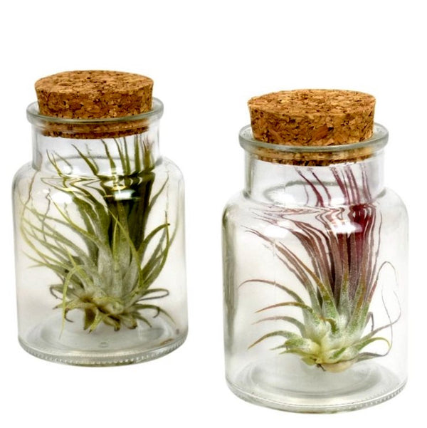 Tillandsia AirPlant in sticla cu capac